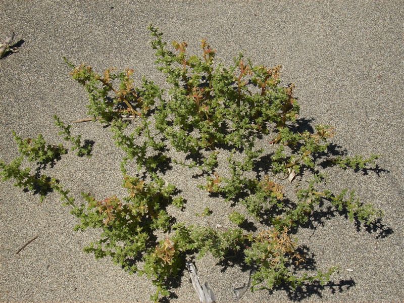 Salsola kali